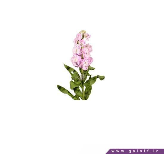 گل شب بو فیگارو - Matthiola | گل آف